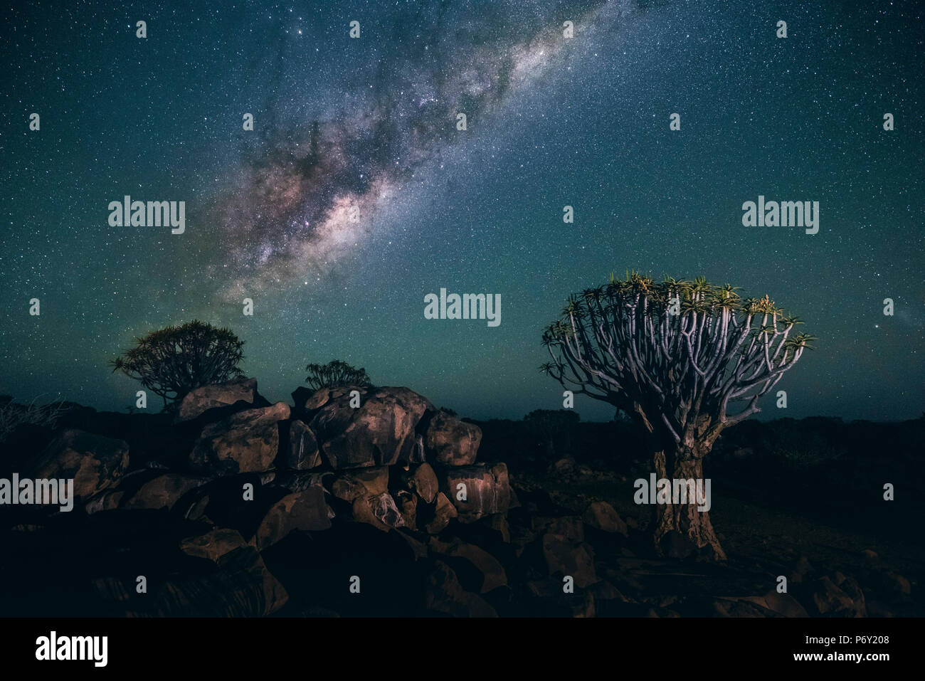 Quiver tree forest (Aloe dichotoma), Keetmanshoop, Namibia, Africa. Trees  at night under the stars of the southern hemisphere Stock Photo - Alamy