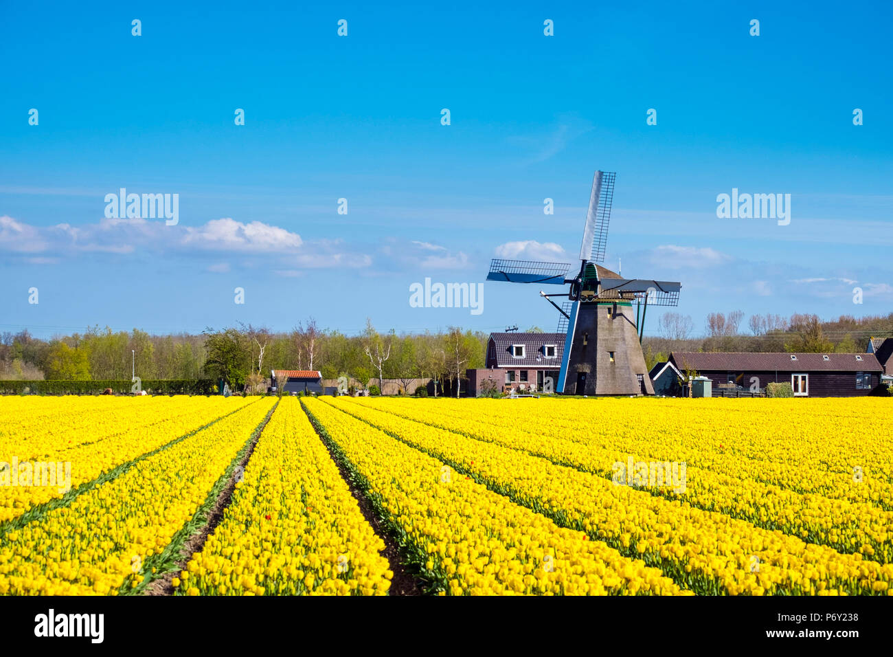 Netherlands, South Holland, Nordwijkerhout. Yellow Dutch tulip filed, tulips in front of a windmill in early spring. Stock Photo
