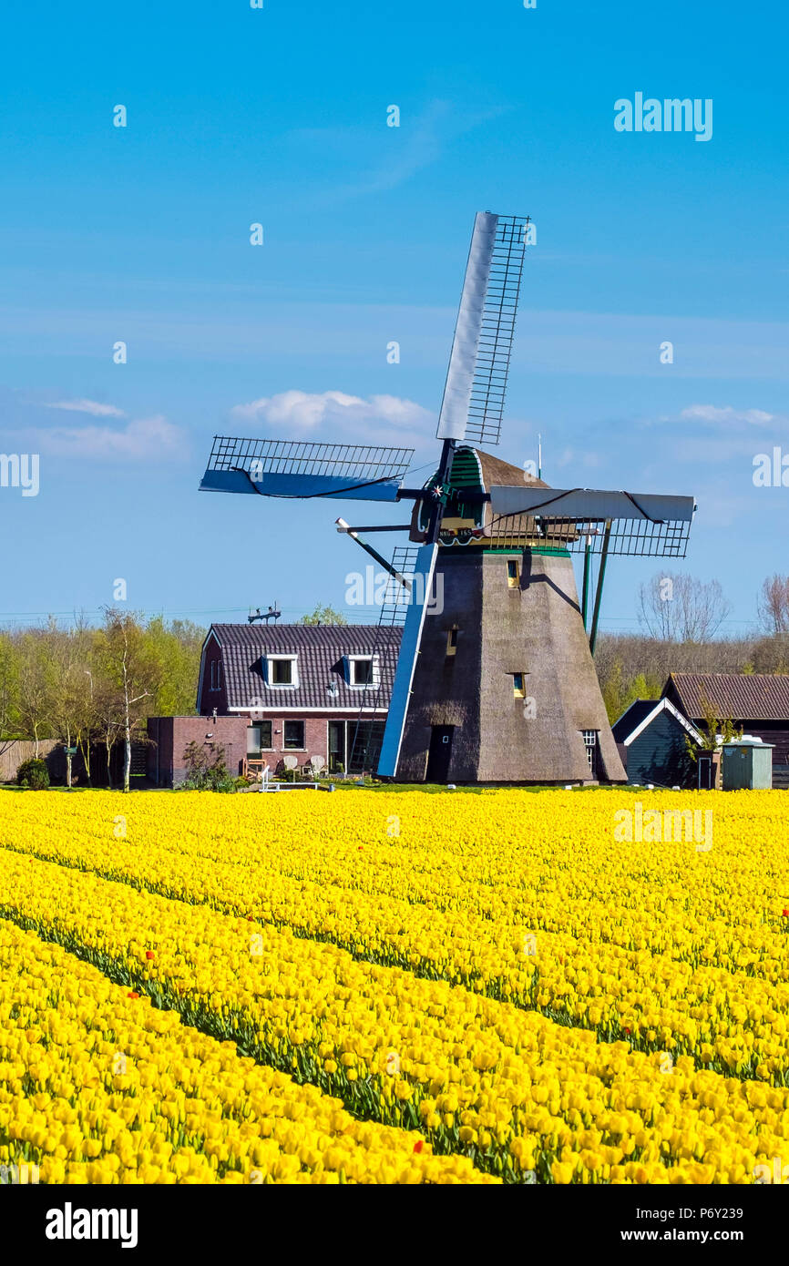 Netherlands, South Holland, Nordwijkerhout. Yellow Dutch tulip filed, tulips in front of a windmill in early spring. Stock Photo