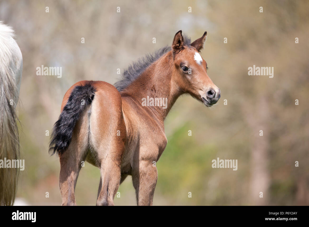 a young brown foal stands in the pasture and looks Stock Photo