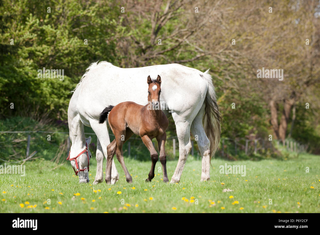 a mare eats on a pasture with her foal Stock Photo