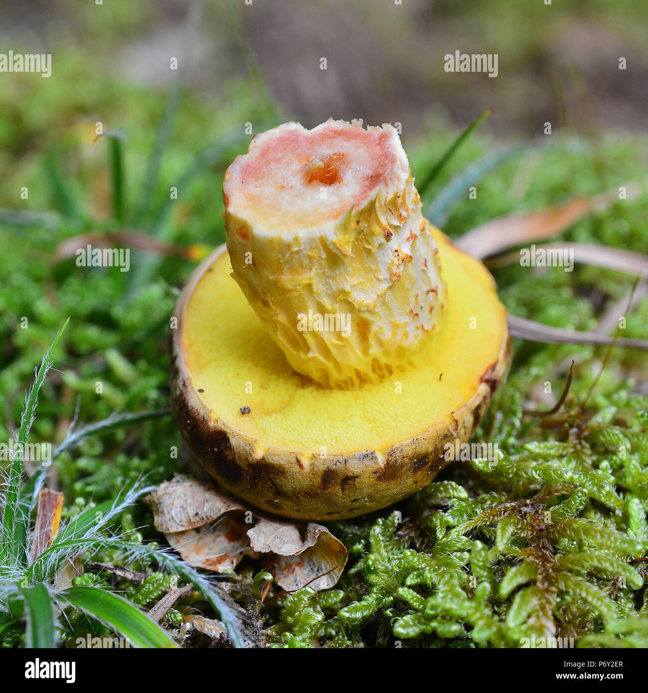 ferrugineus mushroom, cross section in the stem Stock Photo