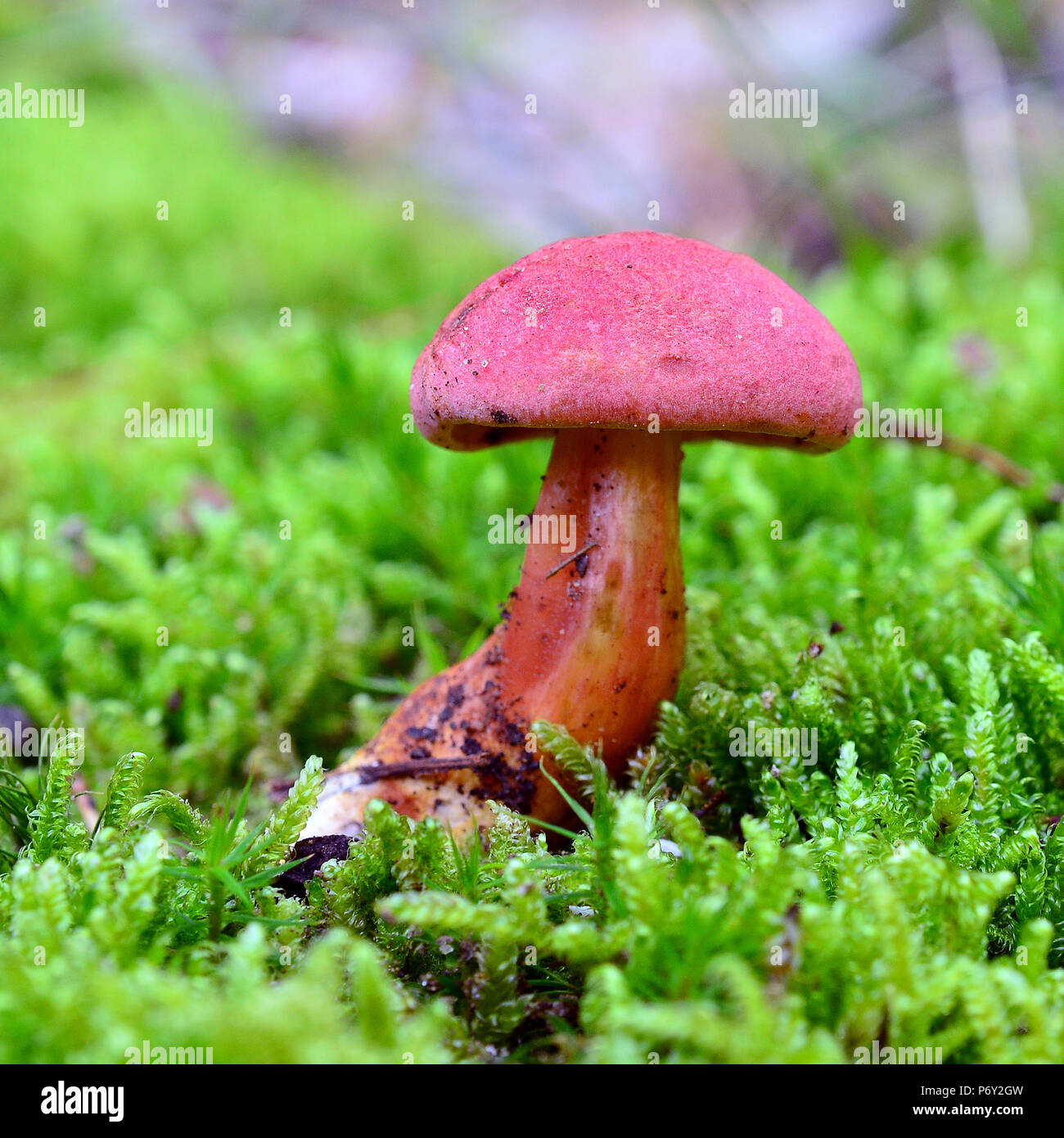 hortiboletus rubellus mushroom, formerly known as boletus rubellus