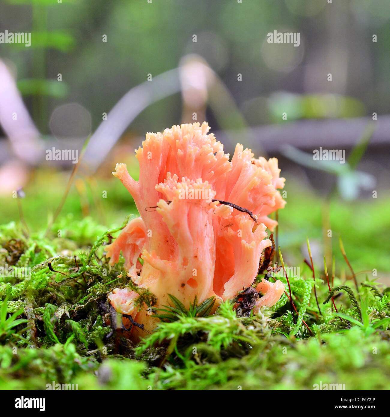 ramaria formosa mushroom on the ground Stock Photo