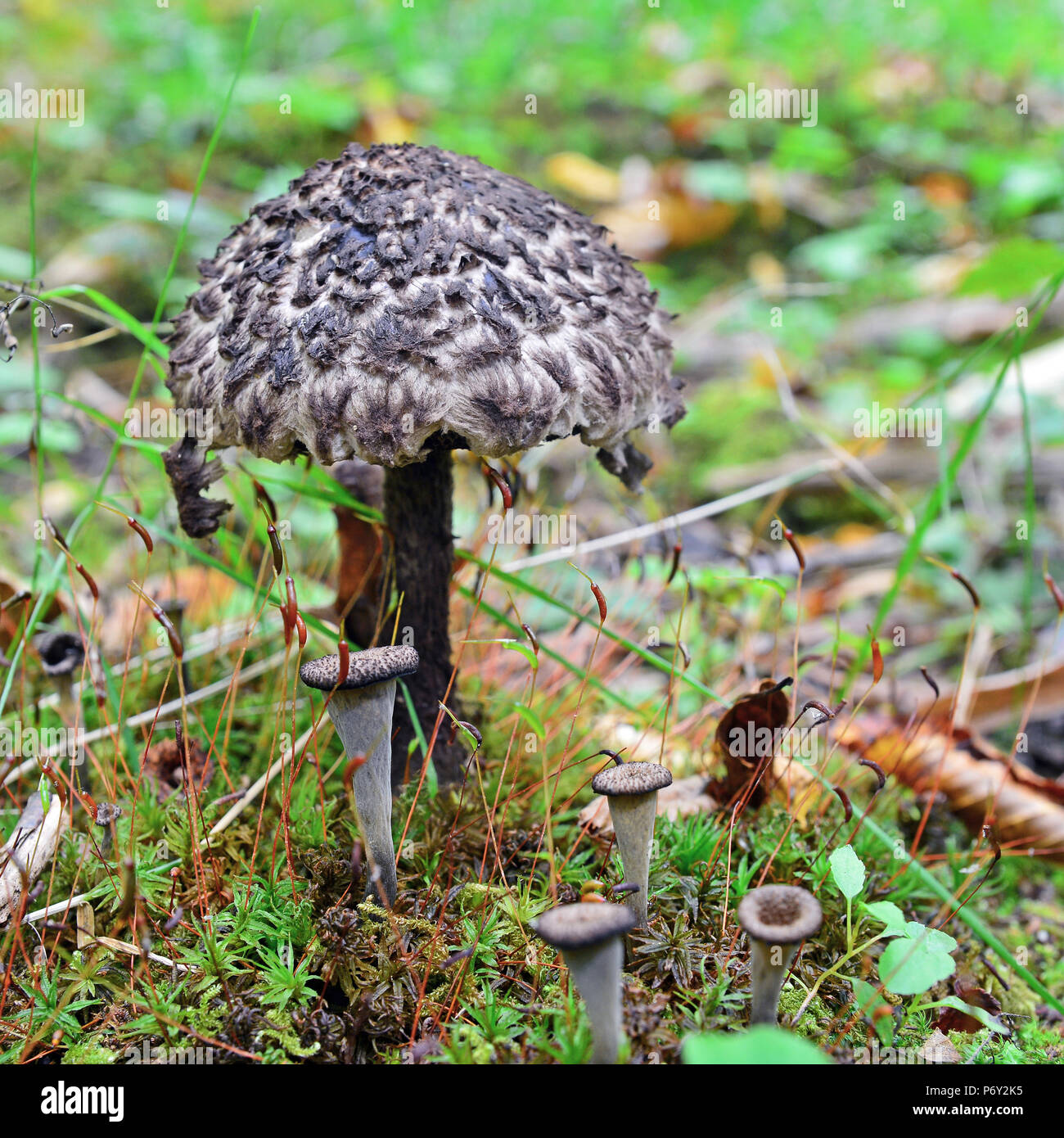 stromilomyces strobilaceus mushroom in the forest Stock Photo