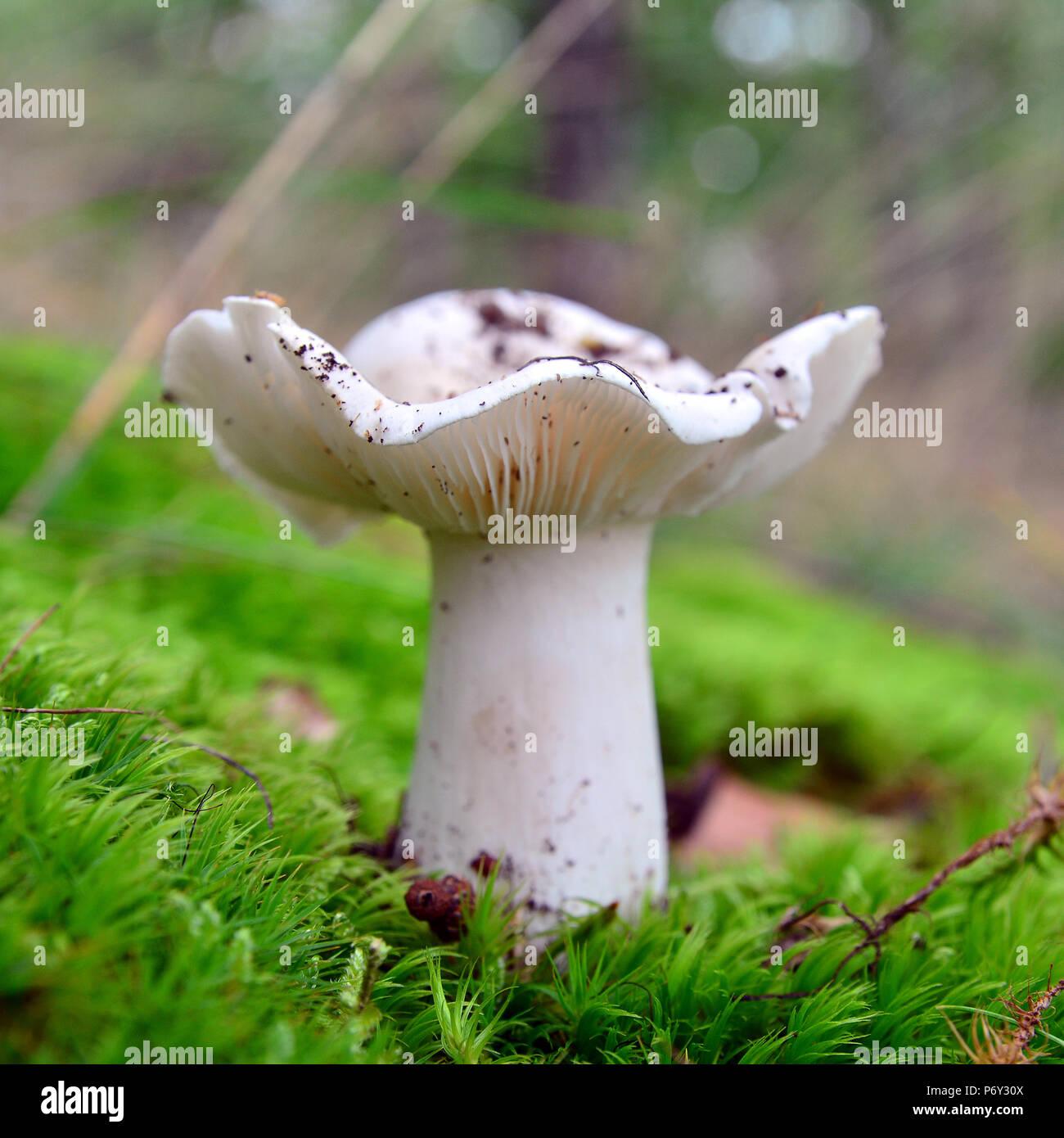 tricholoma album mushroom on the ground, also known as the white knight Stock Photo