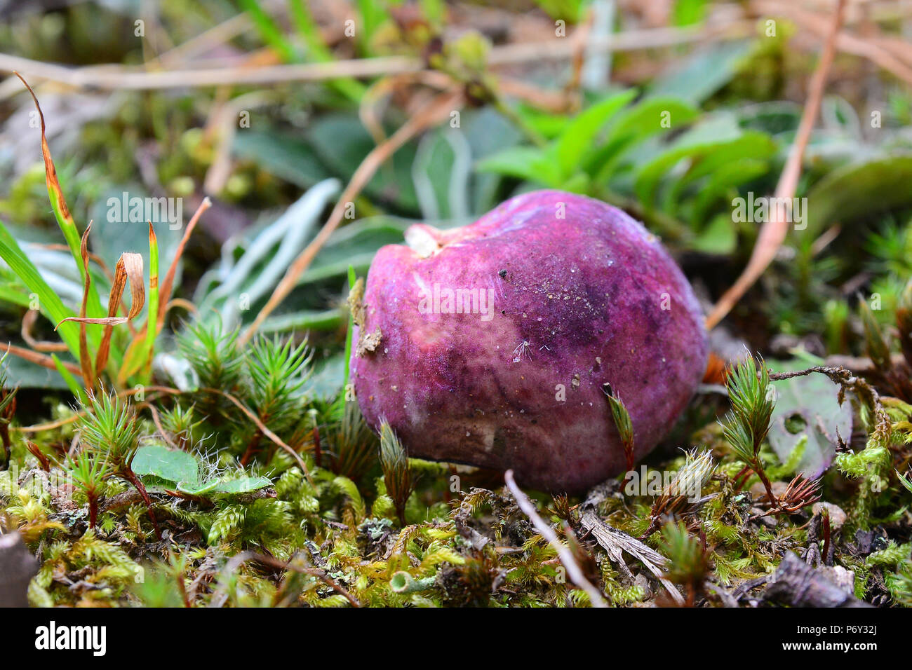 Vinosa hi-res stock photography and images - Alamy