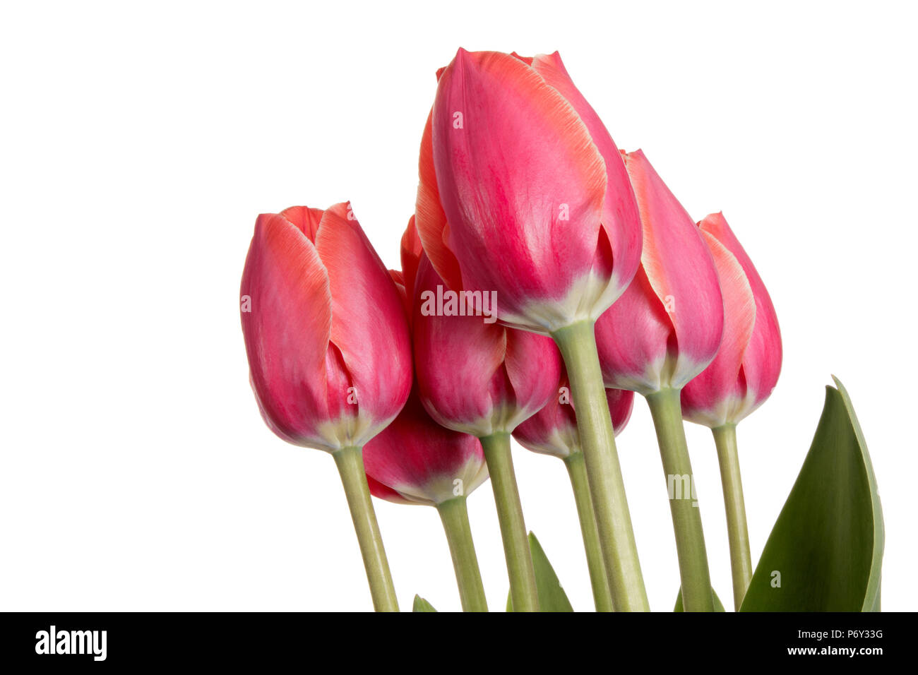Garden Flower bouquet from pink tulips. Isolation on a white background Stock Photo