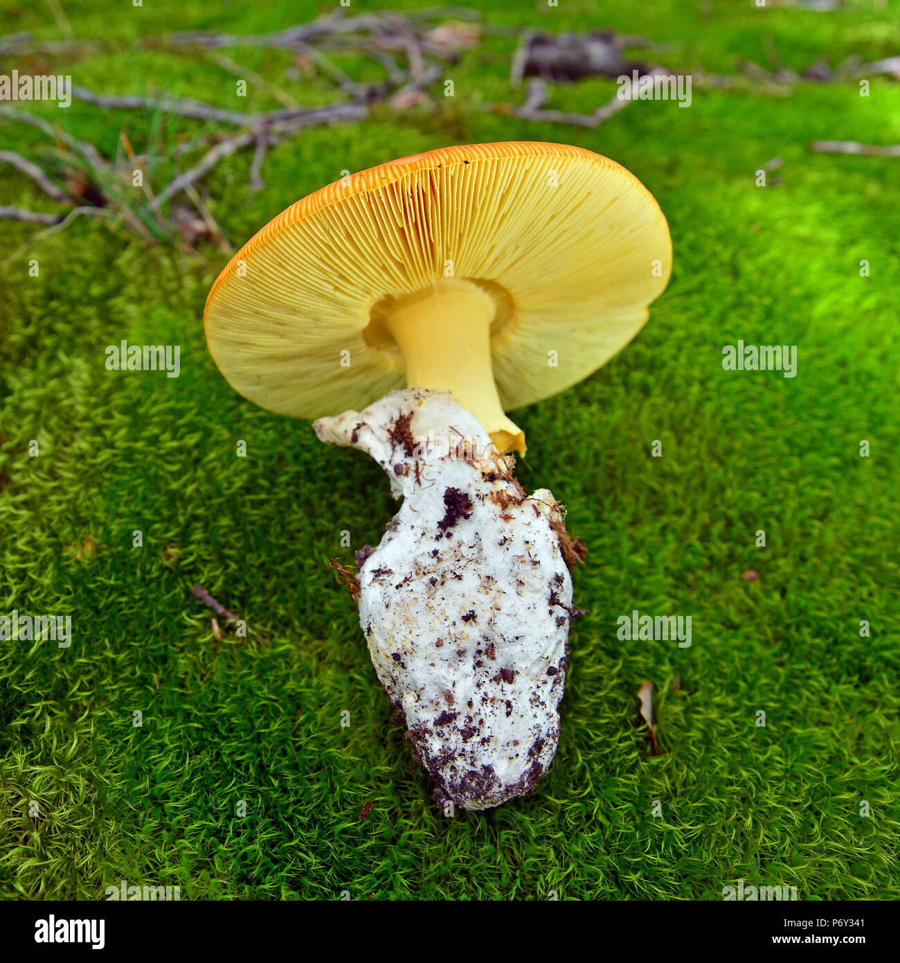 edible and delicious amanita caesarea mushroom in the forest Stock Photo