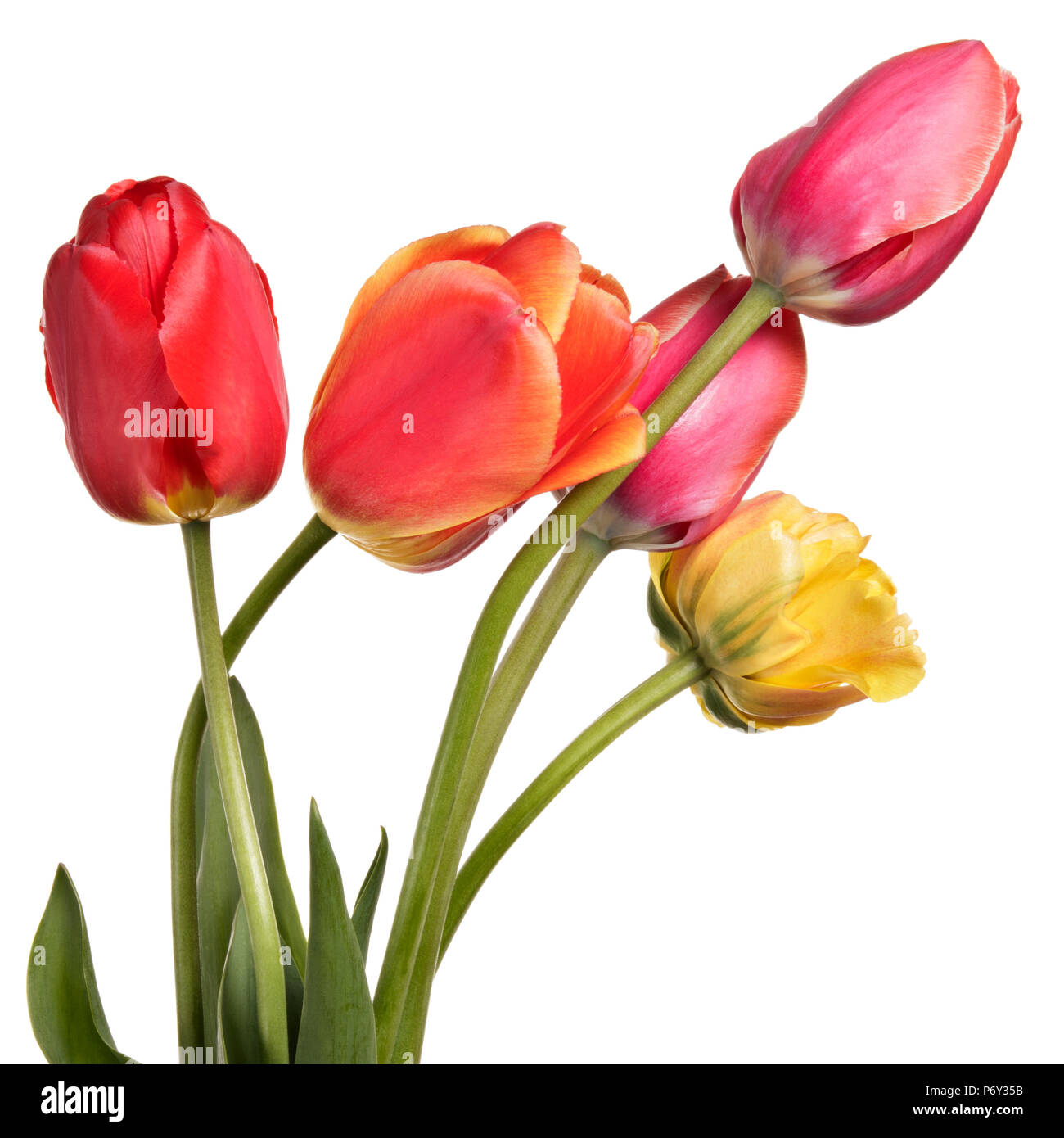Beautiful flower bouquet from tulips isolated on a white background ...