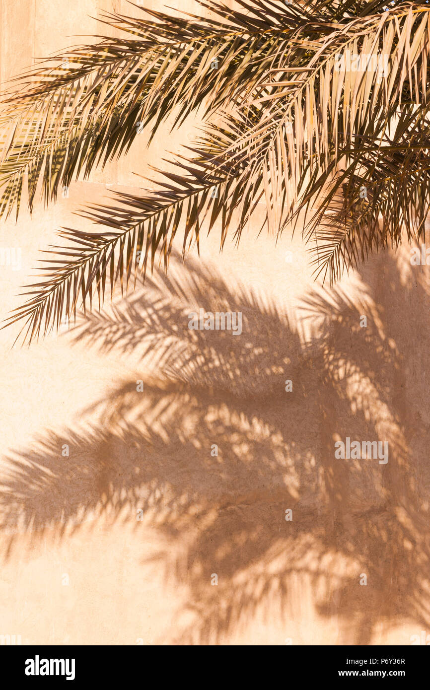 UAE, Dubai, Bur Dubai, Al Fahidi Historic District, palm tree shadows Stock Photo