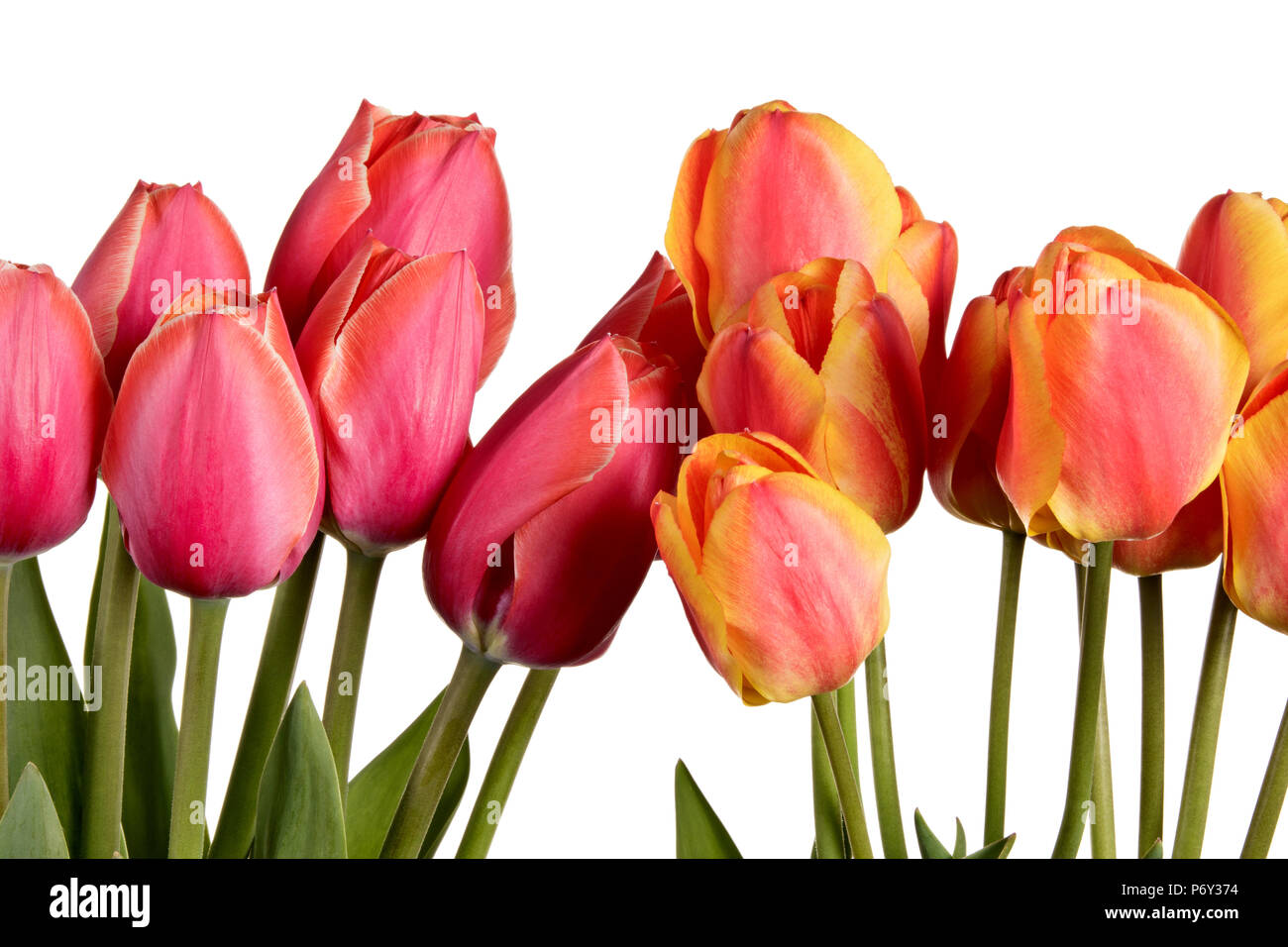 Beautiful flower bouquet from tulips isolated on a white background ...