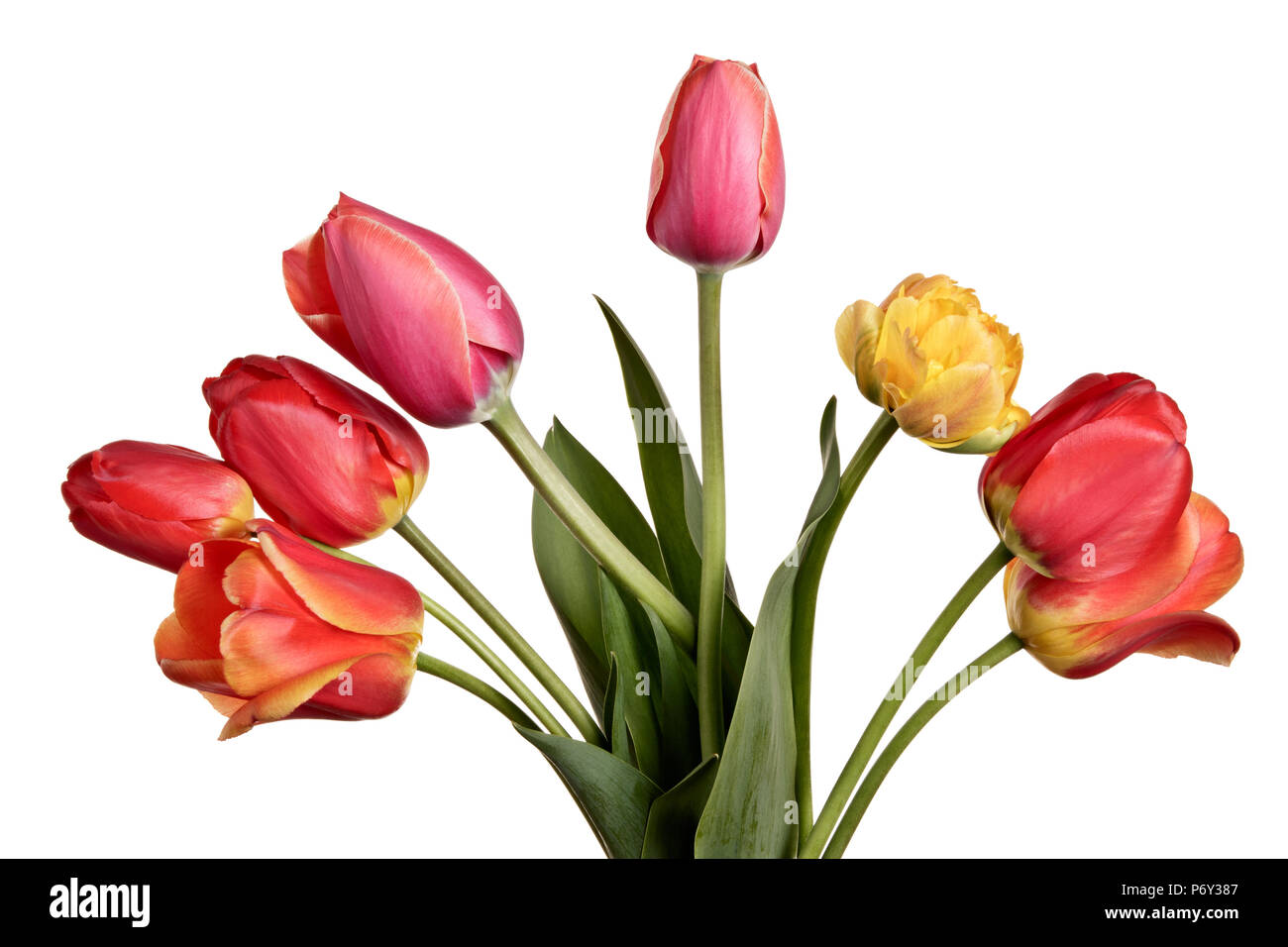 Beautiful flower bouquet from tulips isolated on a white background ...