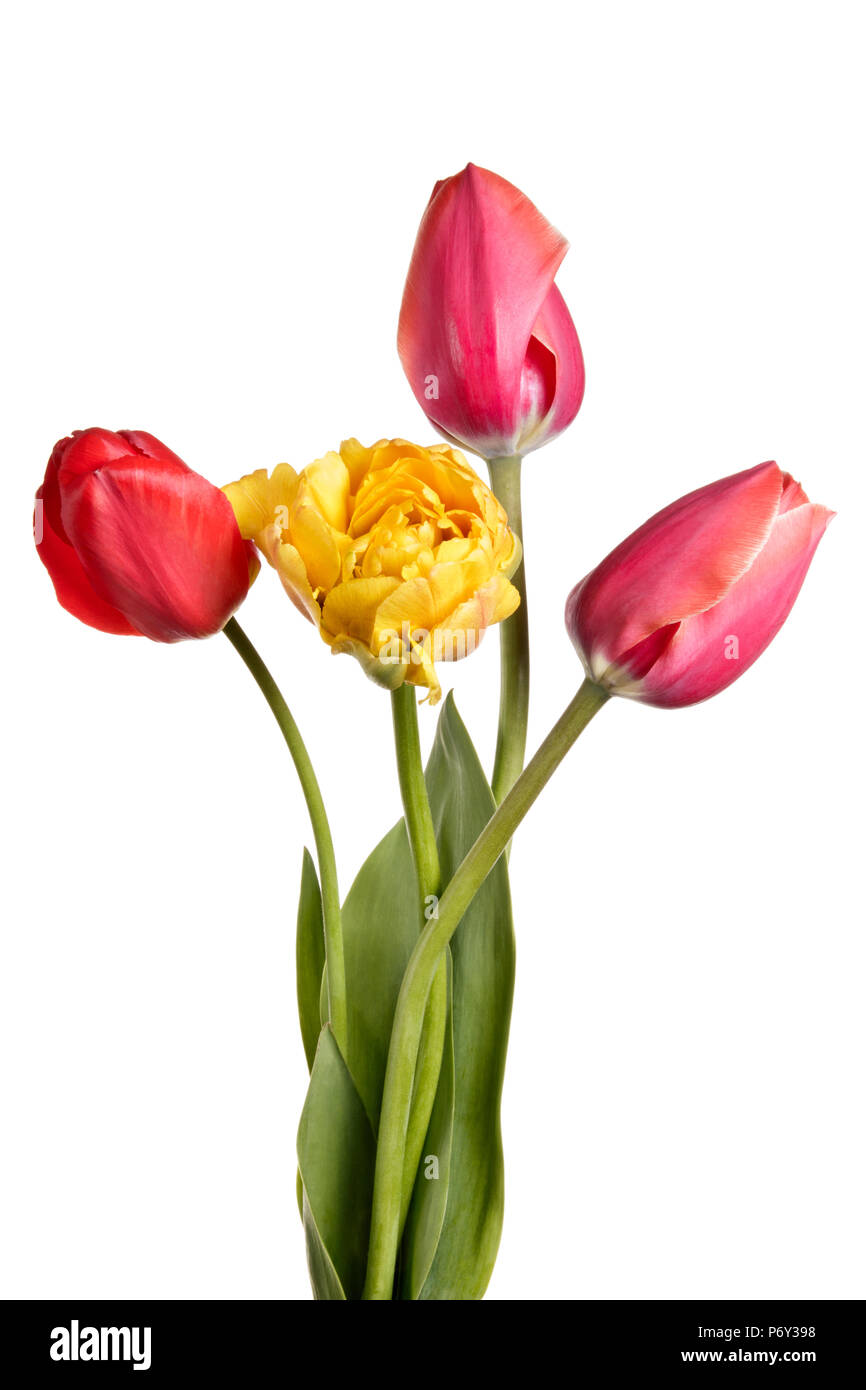 Garden Flower bouquet from colorful tulips. Isolation on a white background Stock Photo