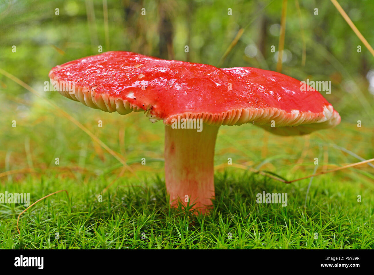 russula sanguinaria mushroom in the forest Stock Photo