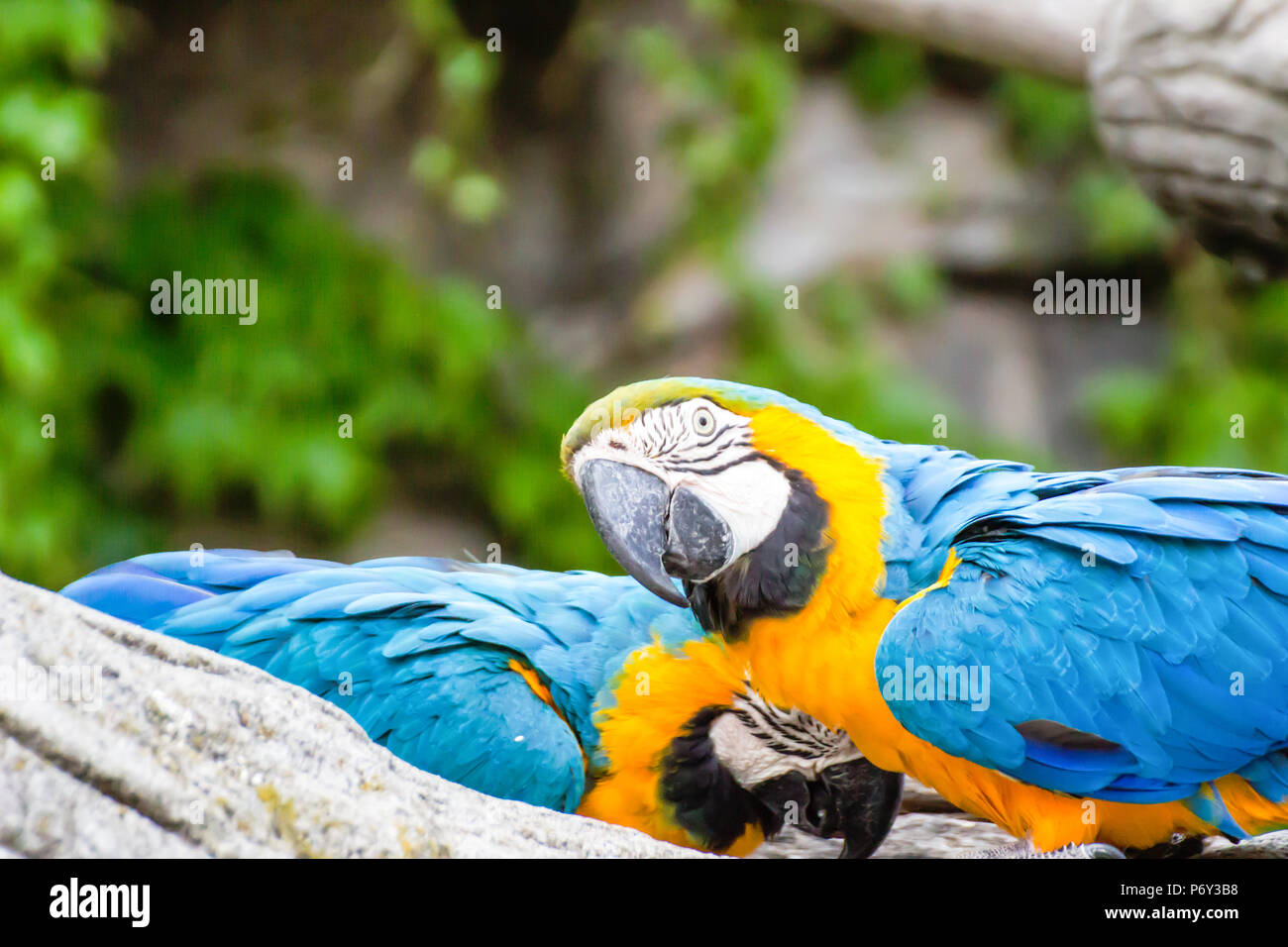 Colorful couple macaws sitting background / parrots background. Stock Photo