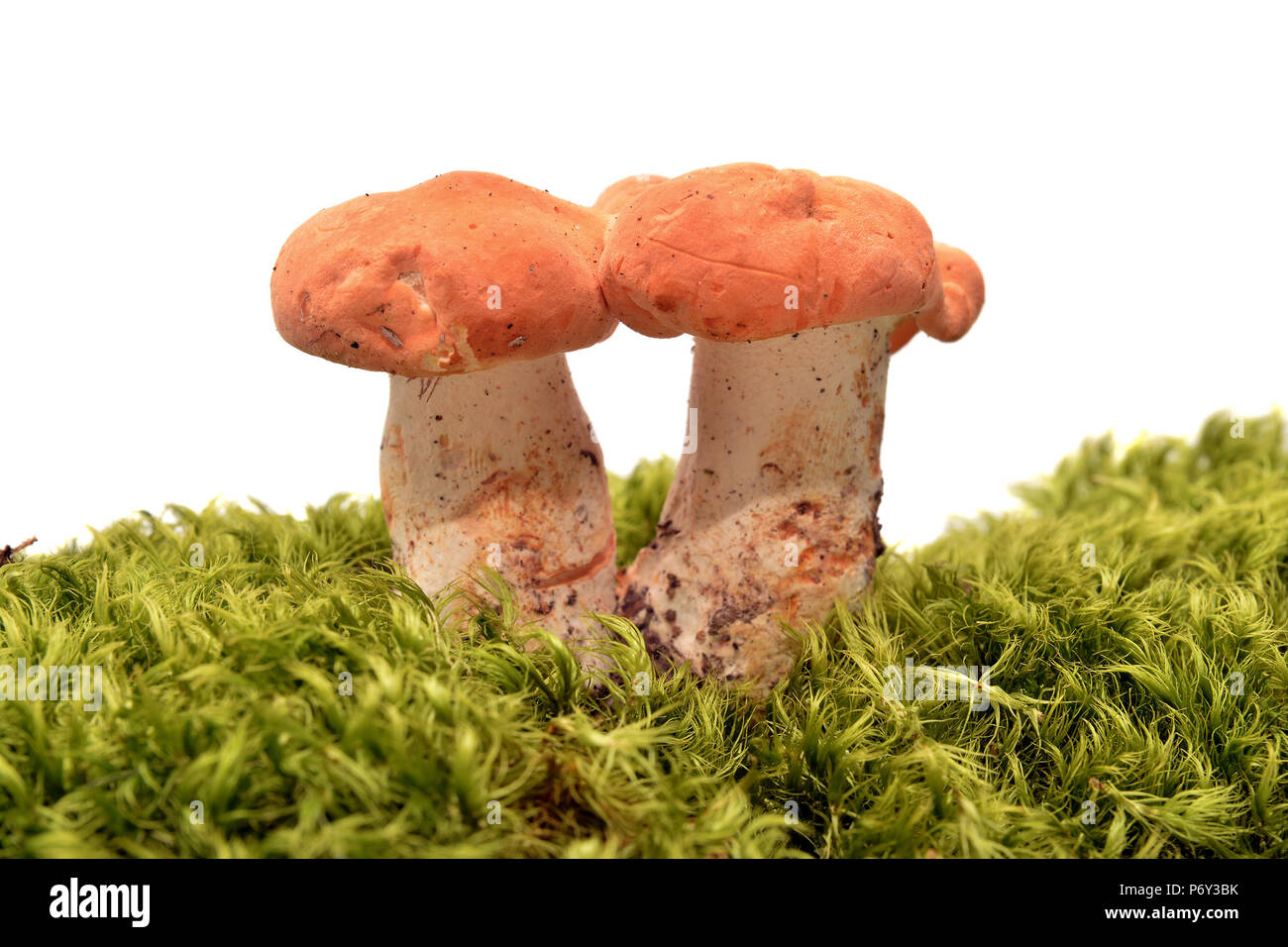 hydnum rufescens mushrooms over white background Stock Photo