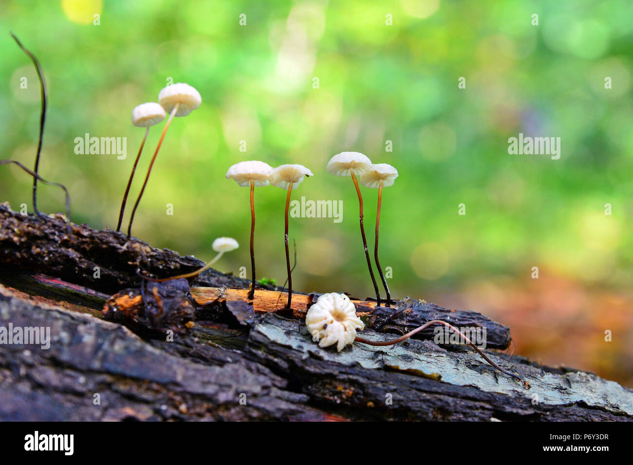 marasmius epiphyllus mushroom on old tree trunk Stock Photo