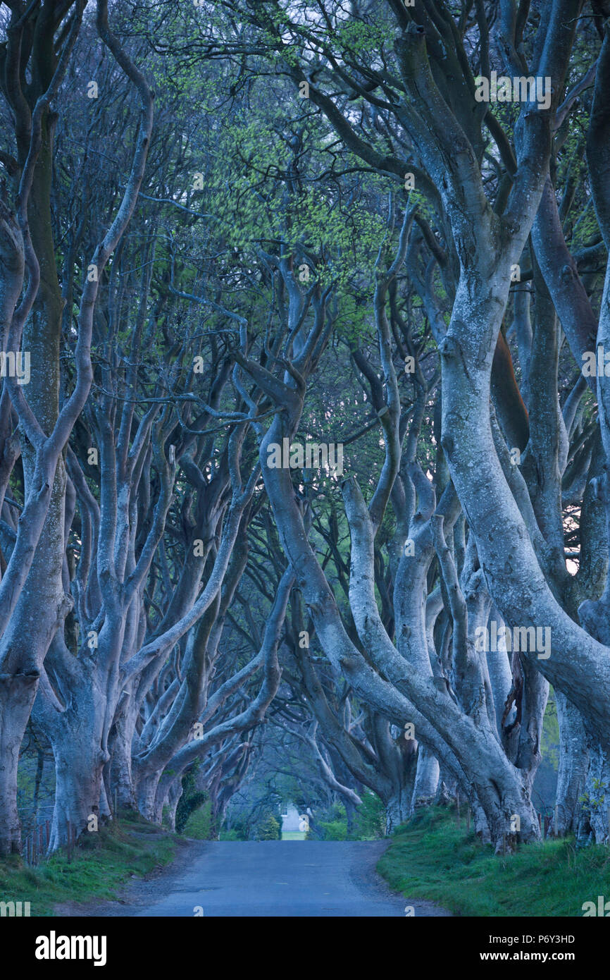 UK, Northern Ireland, County Antrim, Ballymoney, The Dark Hedges, tree lined road, dawn Stock