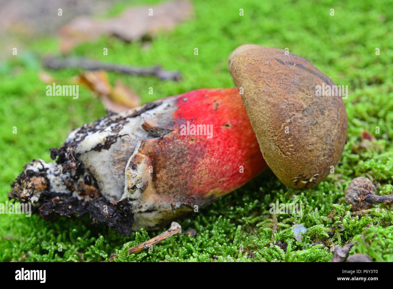 a boletus calopus mushroom in the forest Stock Photo