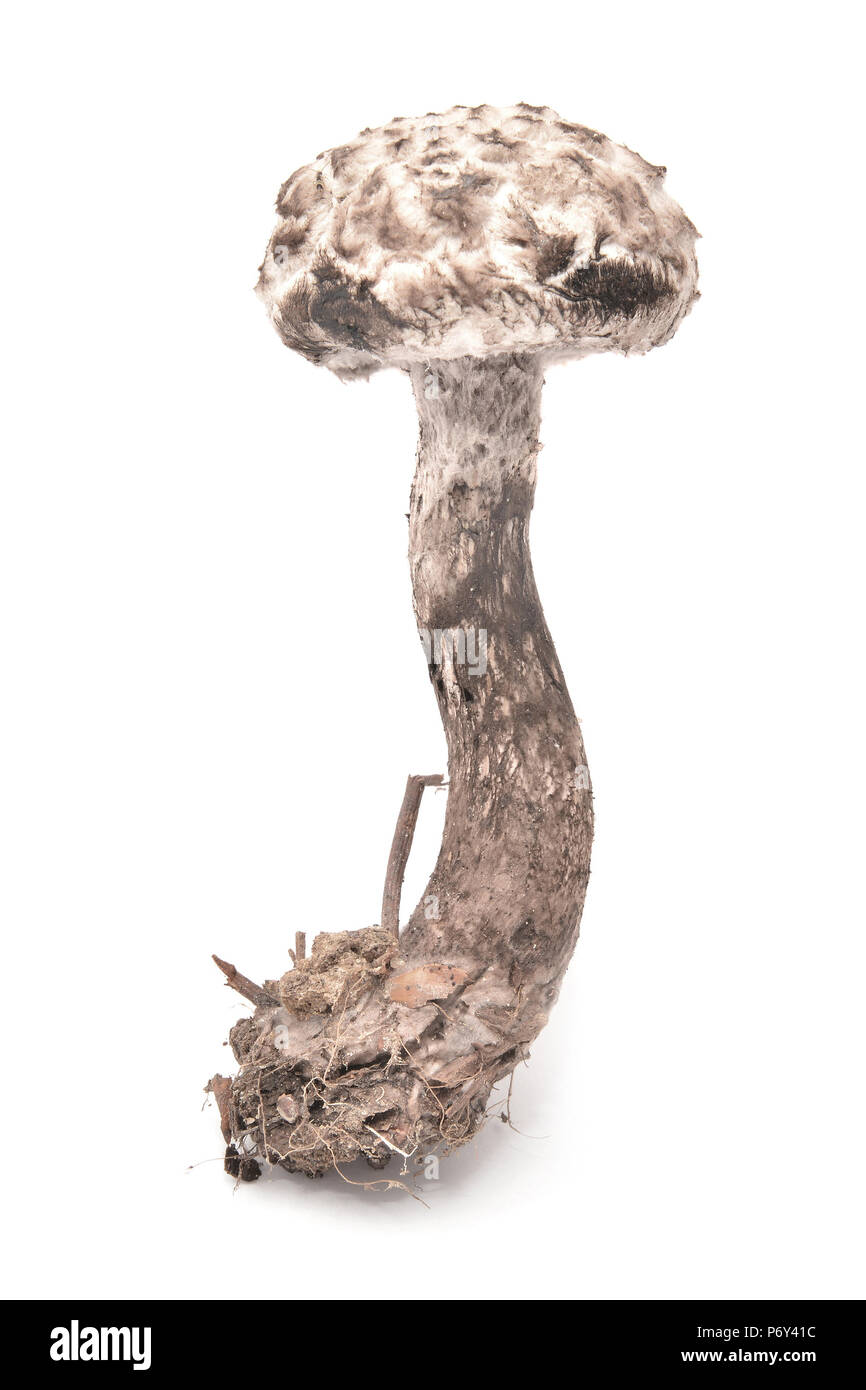 strobilomyces strobilaceus mushroom isolated on white Stock Photo