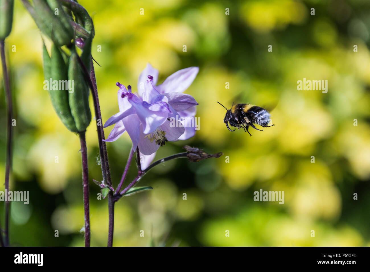 Buff-tailed bumble bee (Bombus terrestris) worker in mid-flight with its tongue (proboscis) out and ready to gather nectar from a flower. (UK) Stock Photo