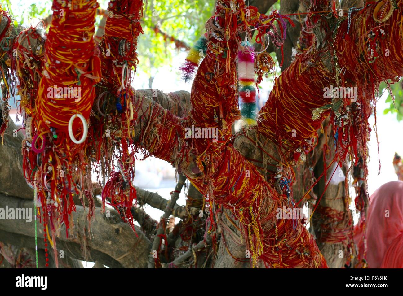 Tree at Om Banna Temple, Rajasthan - spirit bike kept returning to where it's owner died. By itself, so locals built a shrine and pay homage. India Stock Photo