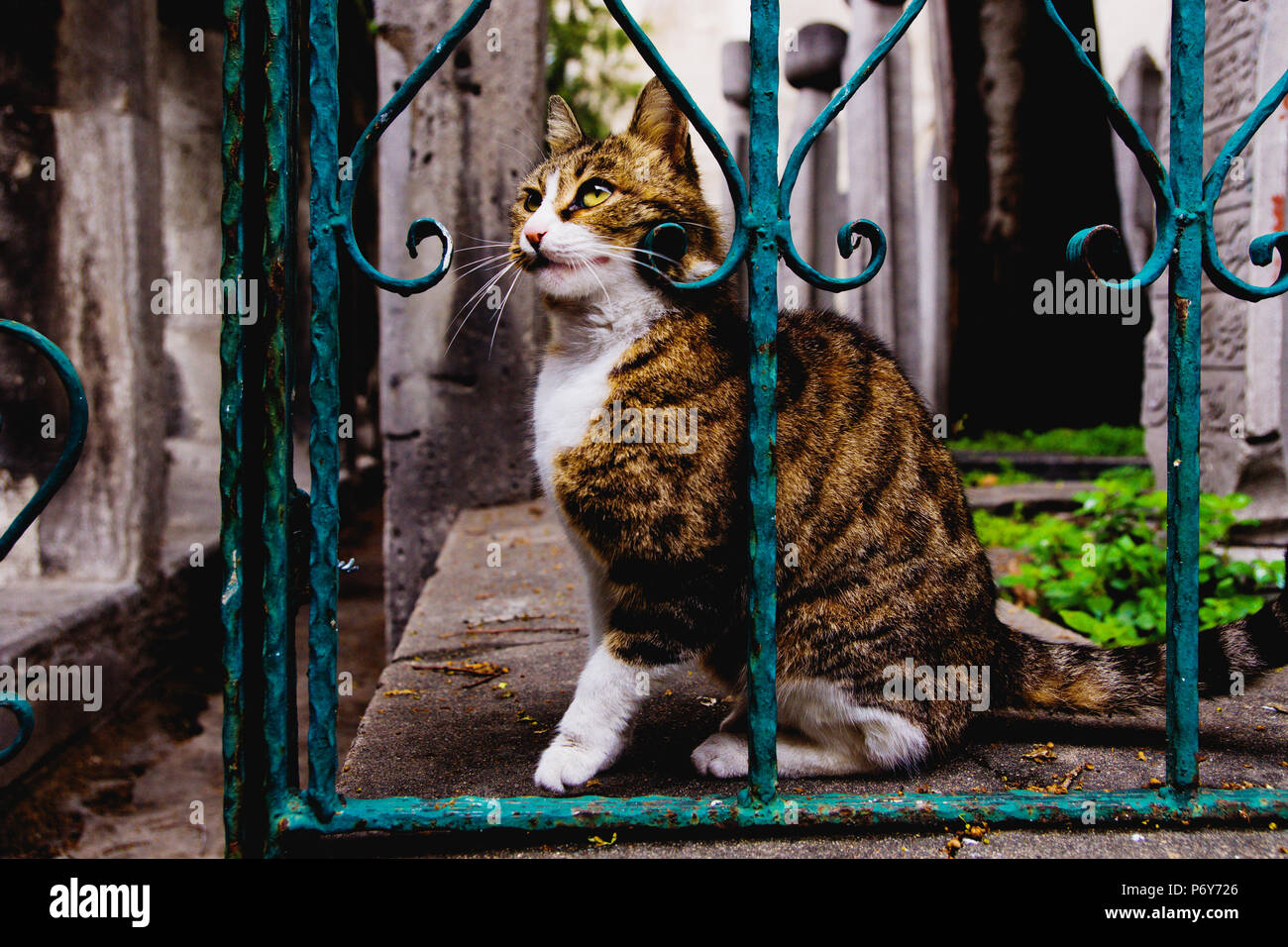 Cat on a fence Stock Photo - Alamy