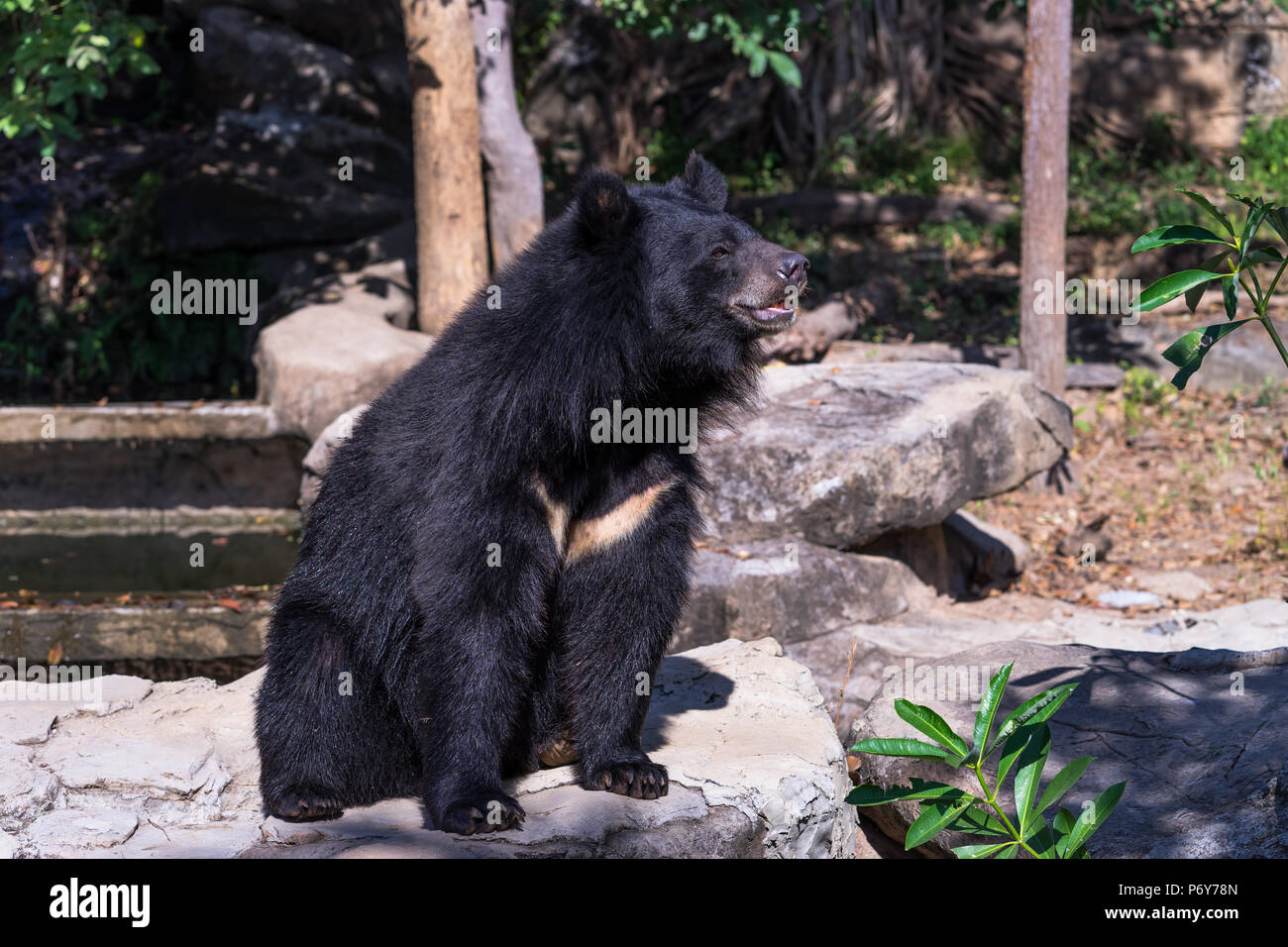 Buffalo bear in sitting zoo Stock Photo Alamy