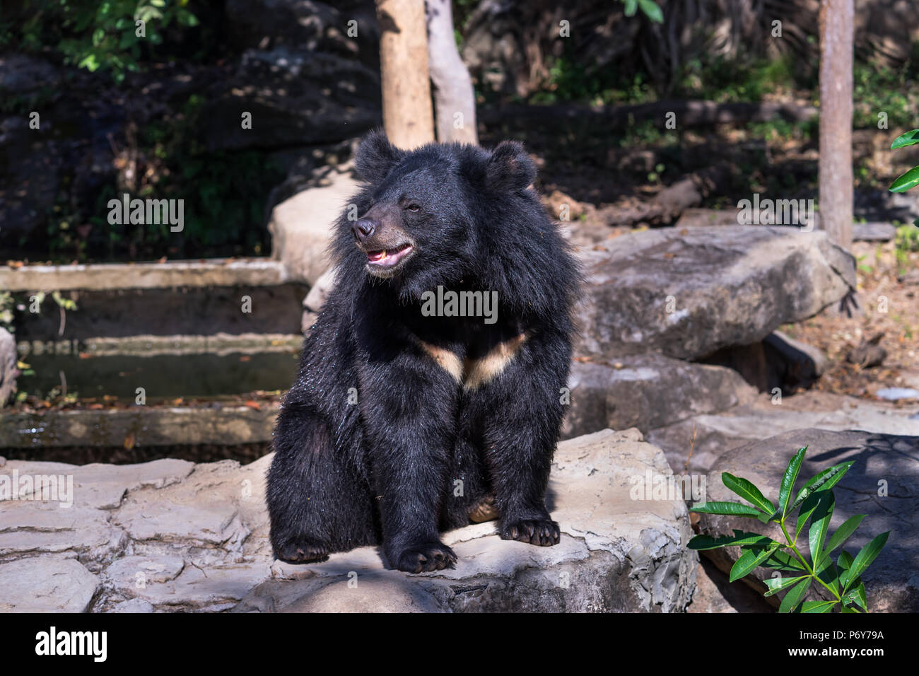 Buffalo bear in sitting zoo Stock Photo Alamy