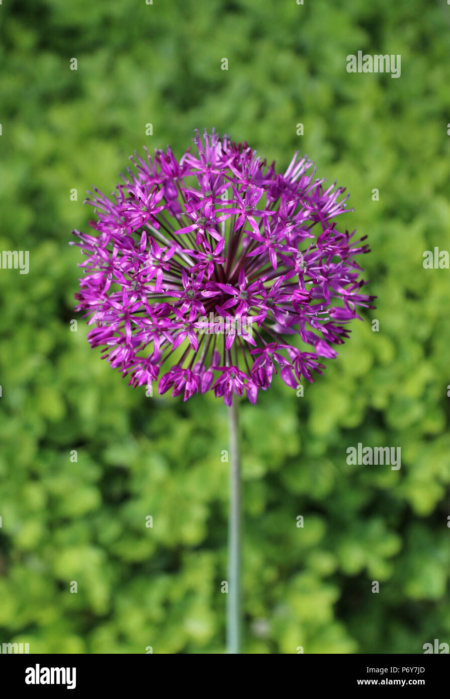 Allium Stock Photo