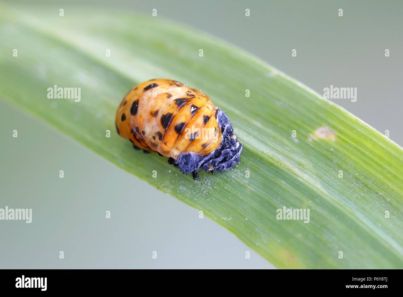 Two-spot ladybird or two-spotted ladybug cocoon,   Adalia bipunctata, used for biological pest control of   aphids, Stock Photo