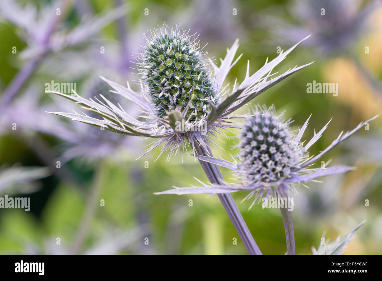 Erygium x Zabii 'Big Blue' (sea holly) in bloom Stock Photo