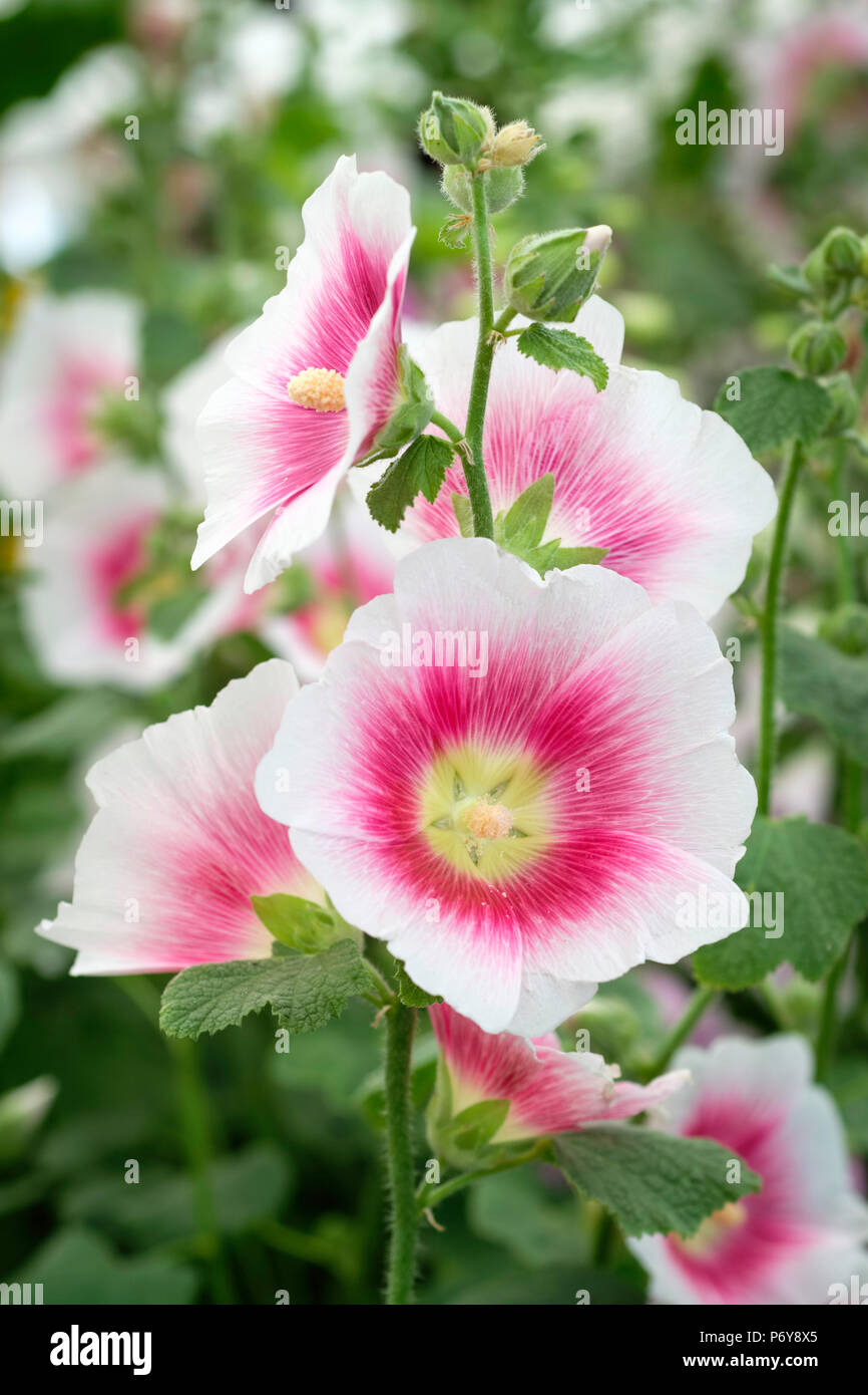 Close up of Alcea Rosea Halo Blush hollyhock flowers, white with pink halo Stock Photo
