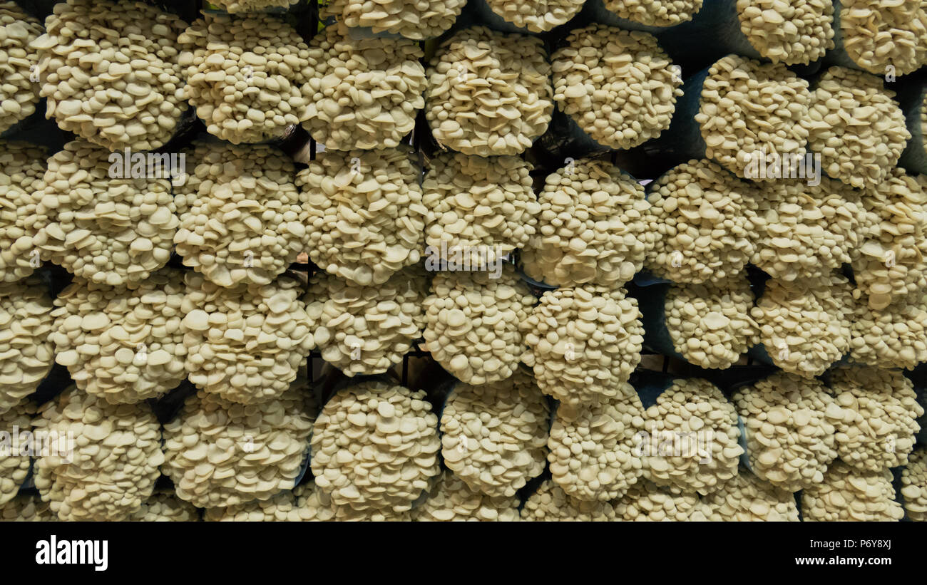 fresh enoki mushroom in farm Stock Photo - Alamy