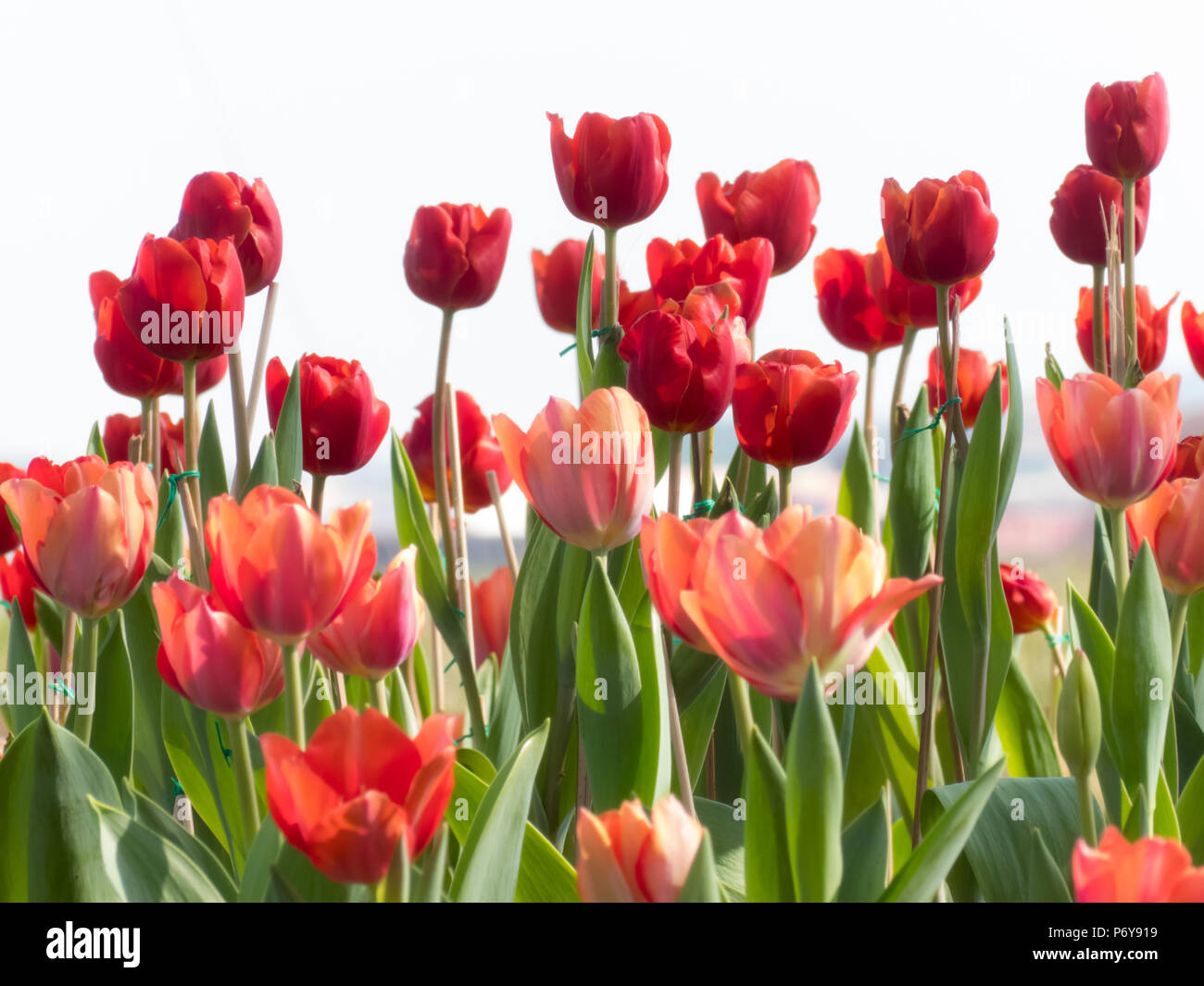 Beautiful blurred tulips background Stock Photo Alamy