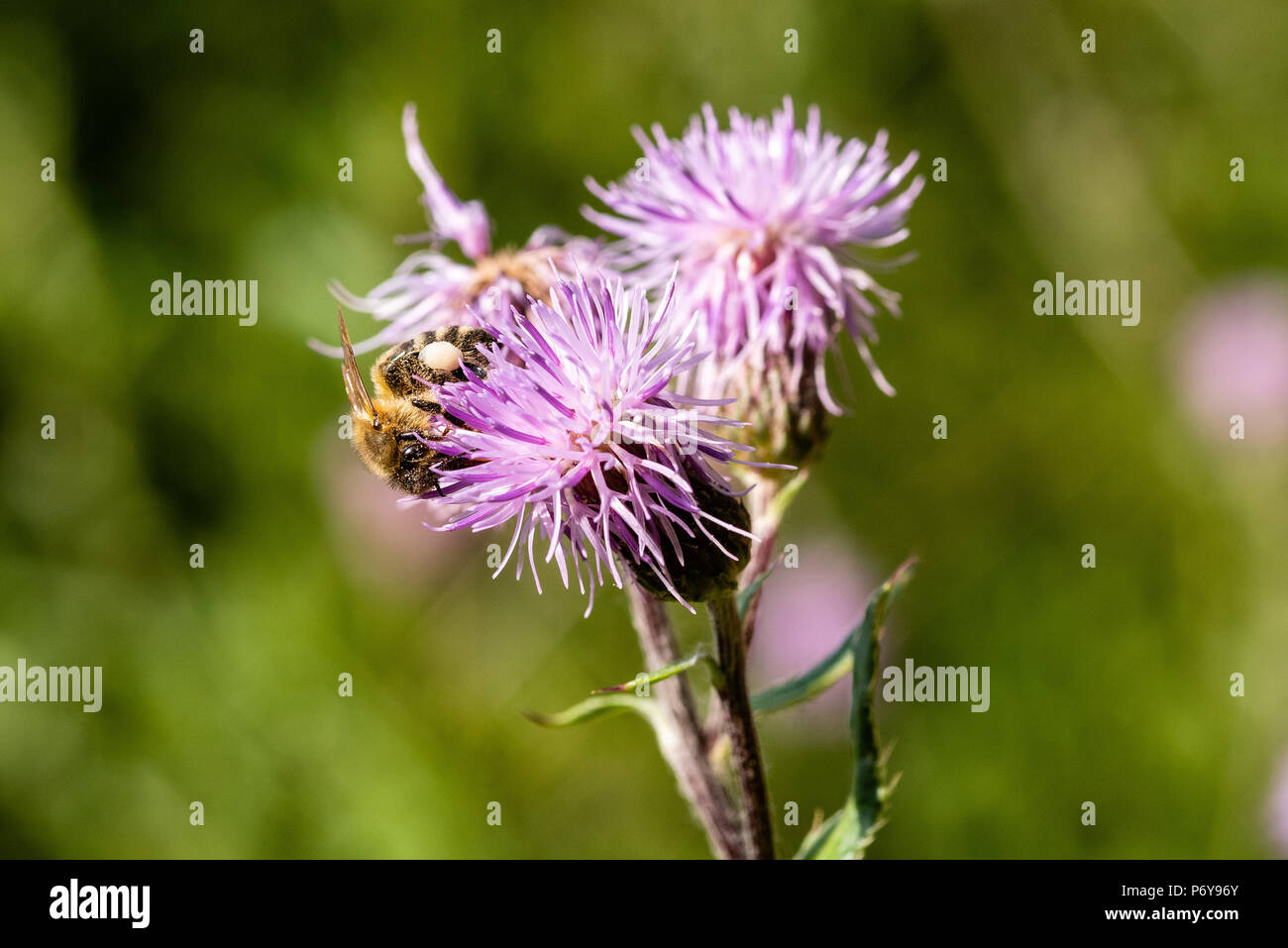 Honey Bee, creeping thistle, Black Forest, Germany Stock Photo