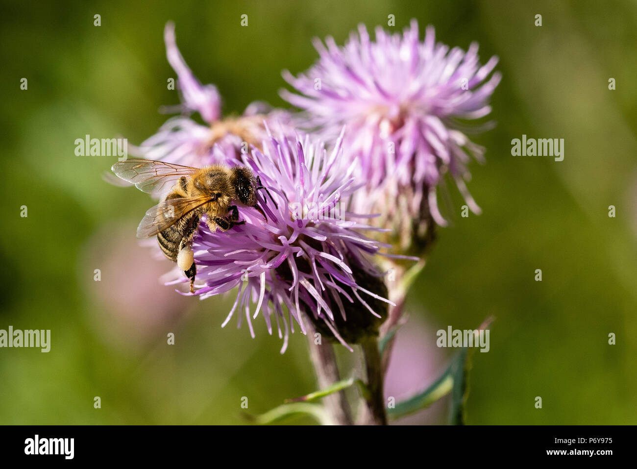 honey bee creeping thistle