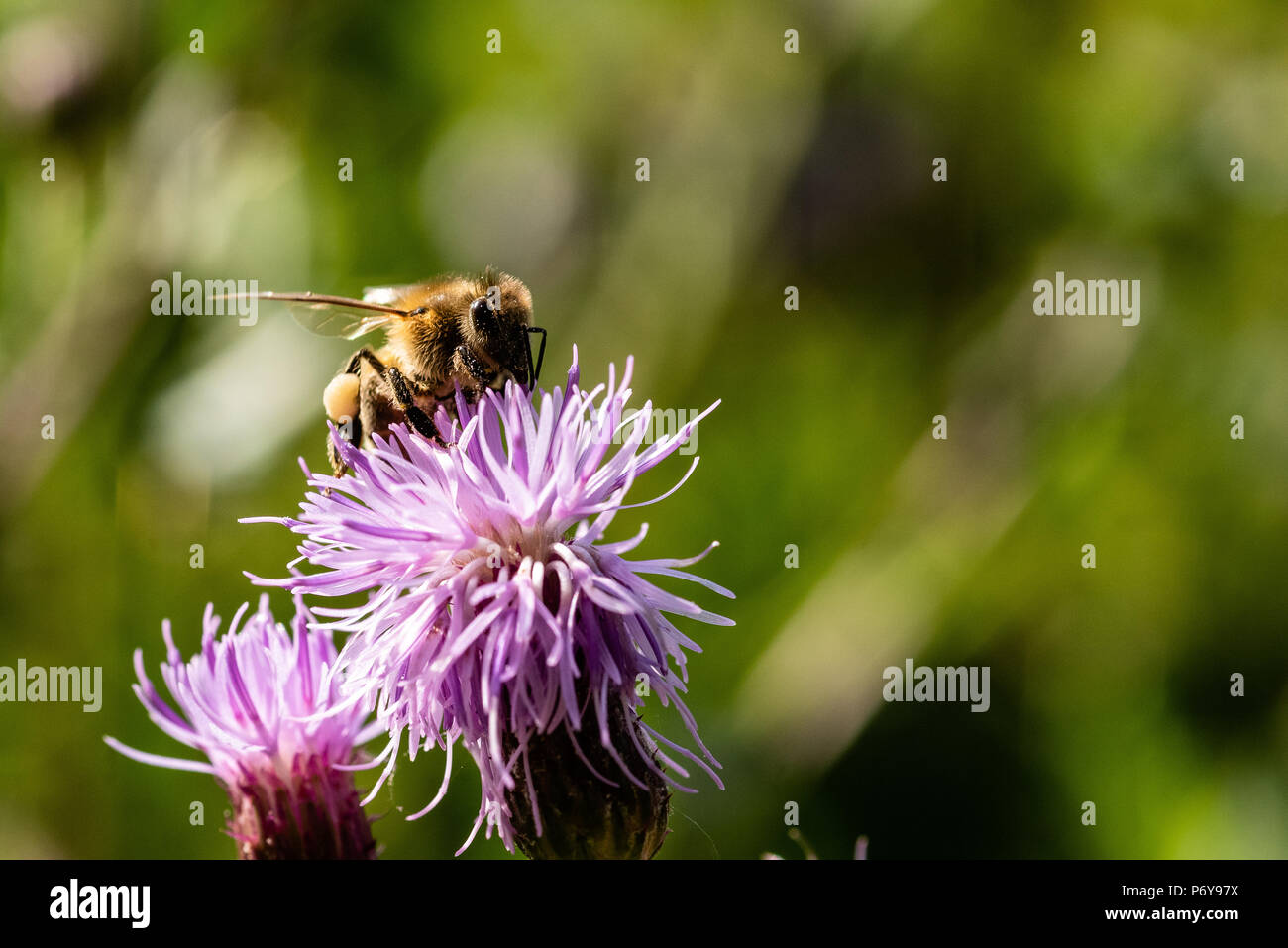 Honey Bee, creeping thistle, Black Forest, Germany Stock Photo