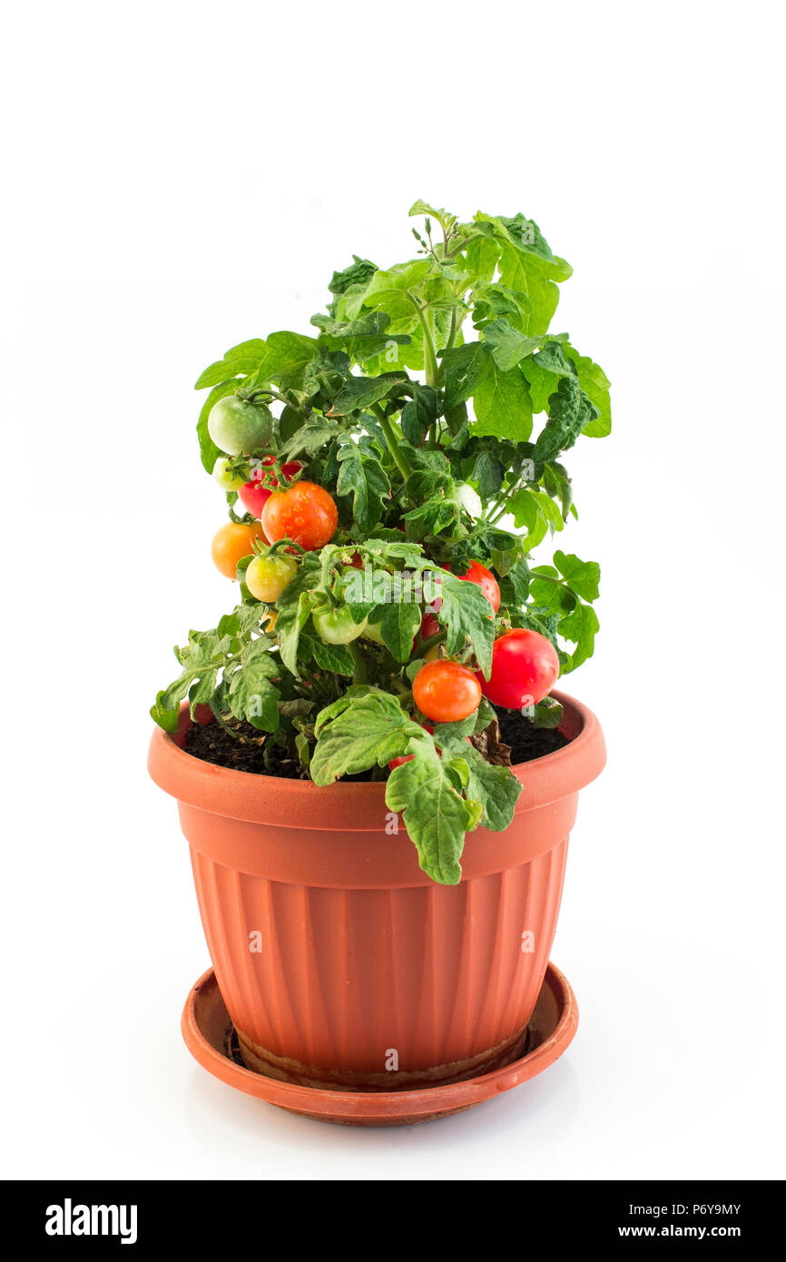 Cherry Tomatoes in a Pot Isolated on White. Stock Photo