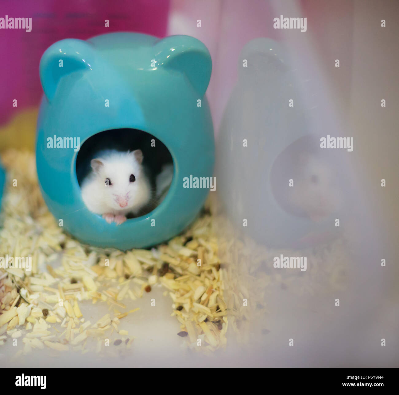 Cute Winter White Dwarf Hamster head out of her house begging for pet