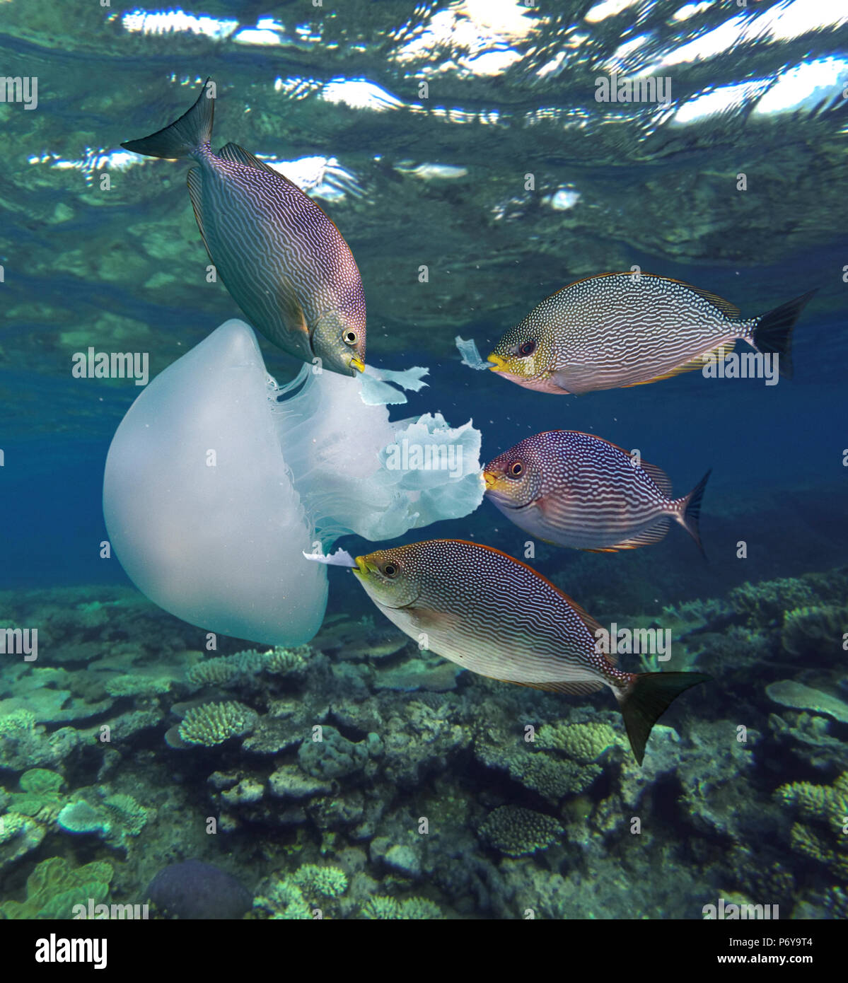 Albums 92+ Images What Is A Large Group Of Jellyfish Stunning 12/2023