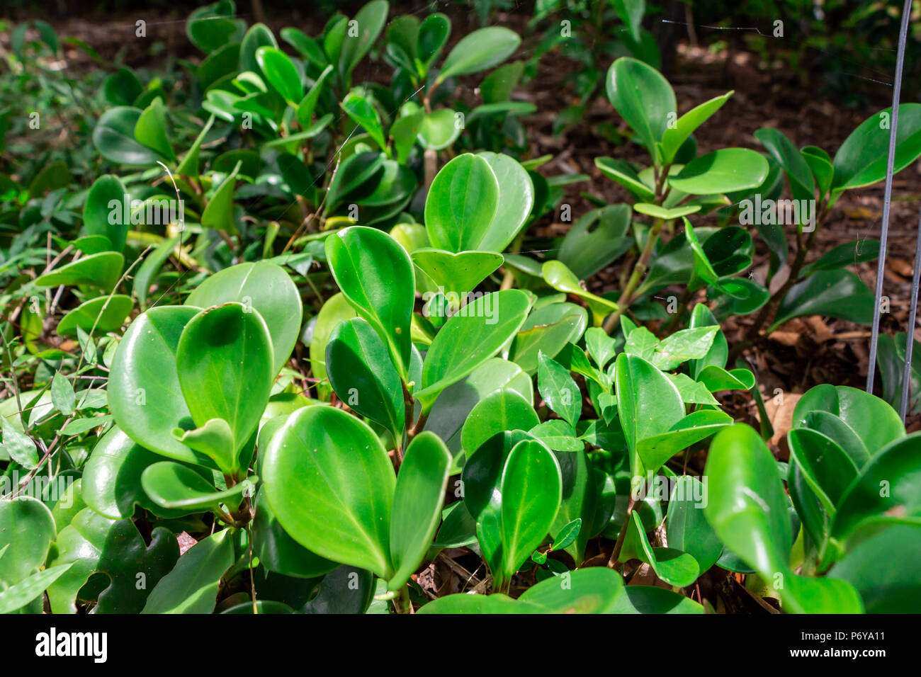 Baby rubber plant (Peperomia obtusifolia) - Davie, Florida, USA Stock Photo