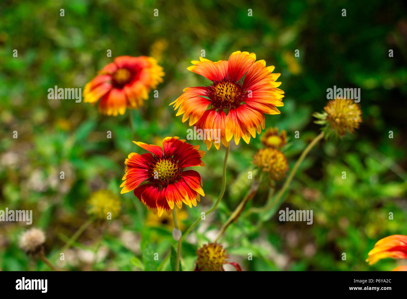 Blanket flower (Gaillardia pulchella) closeup, red, orange and yellow - Davie, Florida, USA Stock Photo