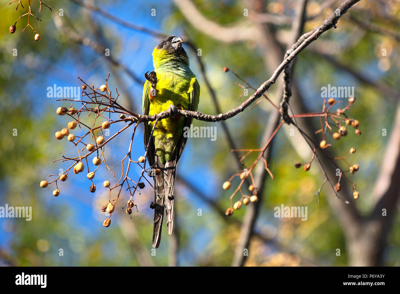 A monk parakeet (Myiopsitta monachus) inside the Ecological Reserve 'Costanera Sur'. Puerto Madero, Buenos Aires, Argentina. Stock Photo