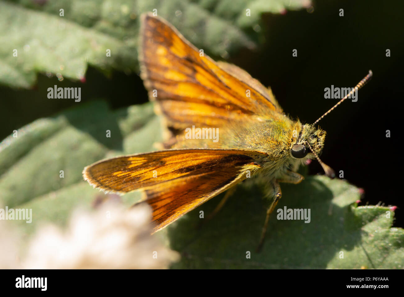 Close-up side-on photo of large Skipper butterfly resting on leaf. Most of image out of focus apart from narrow strip which includes the eye. Stock Photo