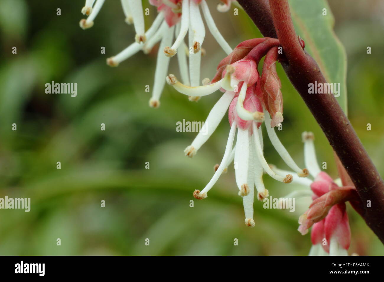 Sarcococca hookeriana var. Purple Stem, also called Sweet box, in flower in an English garden in winter, UK Stock Photo