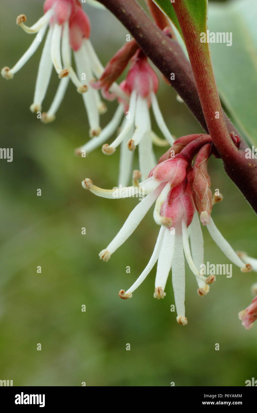 Sarcococca hookeriana var. Purple Stem, also called Sweet box, in flower in an English garden in winter, UK Stock Photo