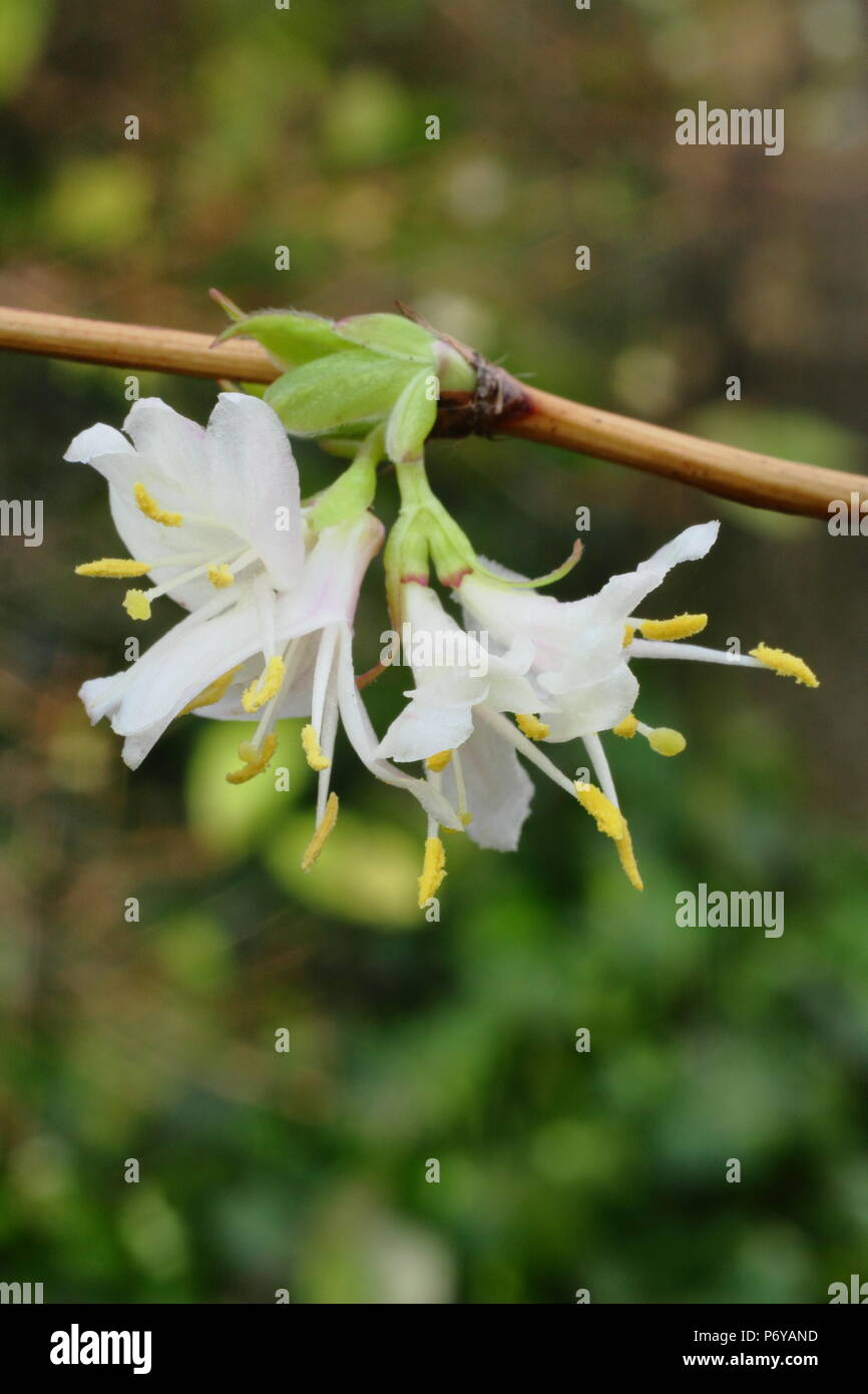 Lonicera × purpusii 'Winter Beauty' honeysuckle in flower in winter, UK Stock Photo