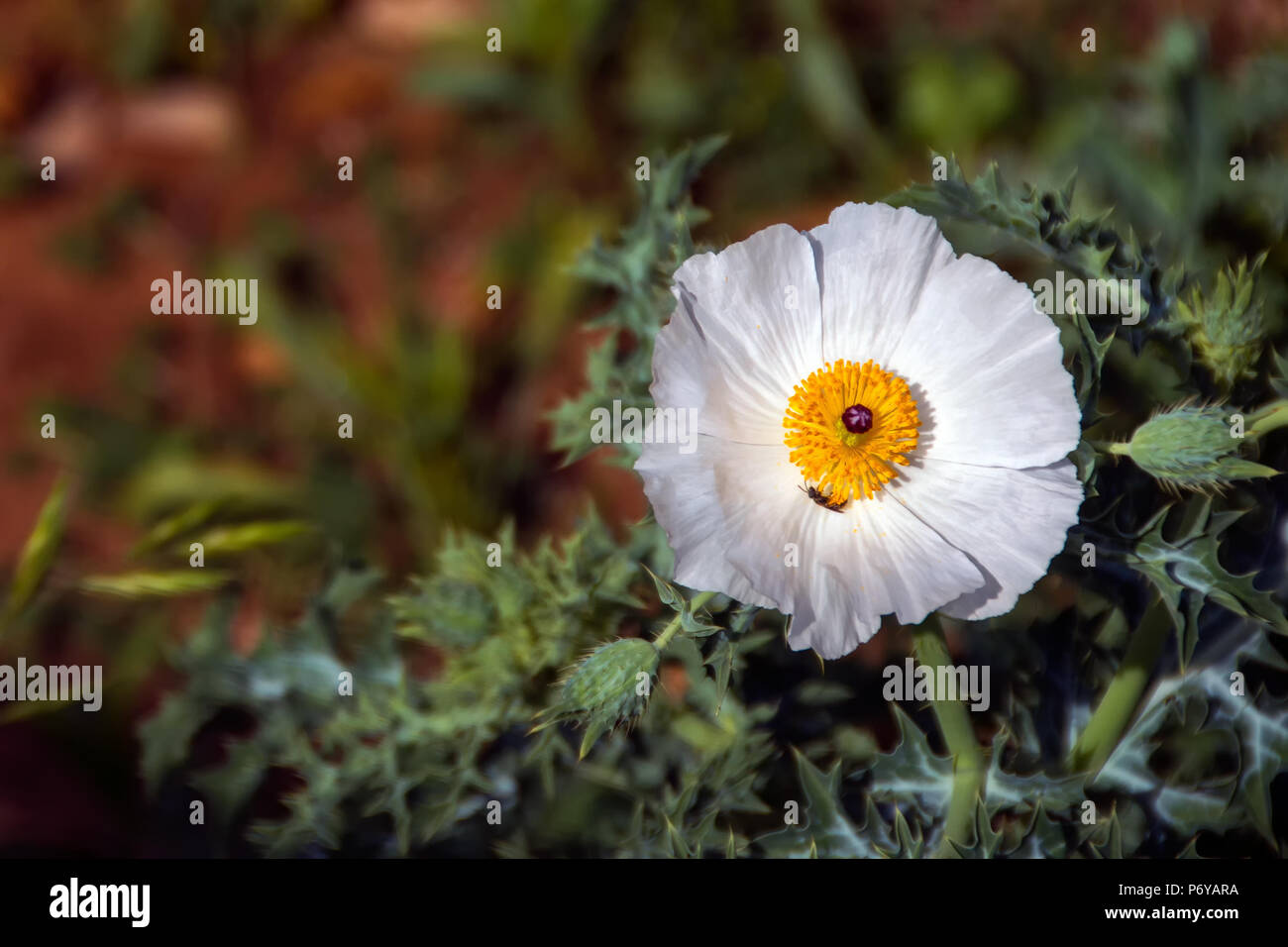 Texas yellow wildflowers hi-res stock photography and images - Alamy